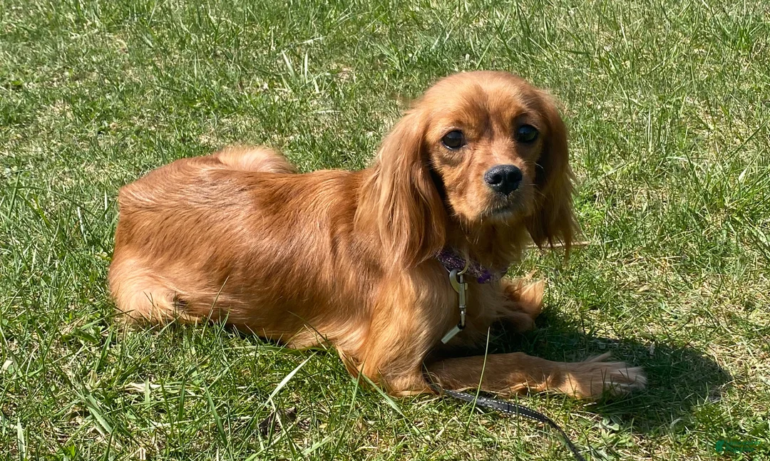 Cavapoo dogs for sale: Clarissa  - Ad 11