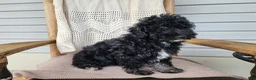 Mini Bernedoodle dogs for sale: Mia - Ad 16