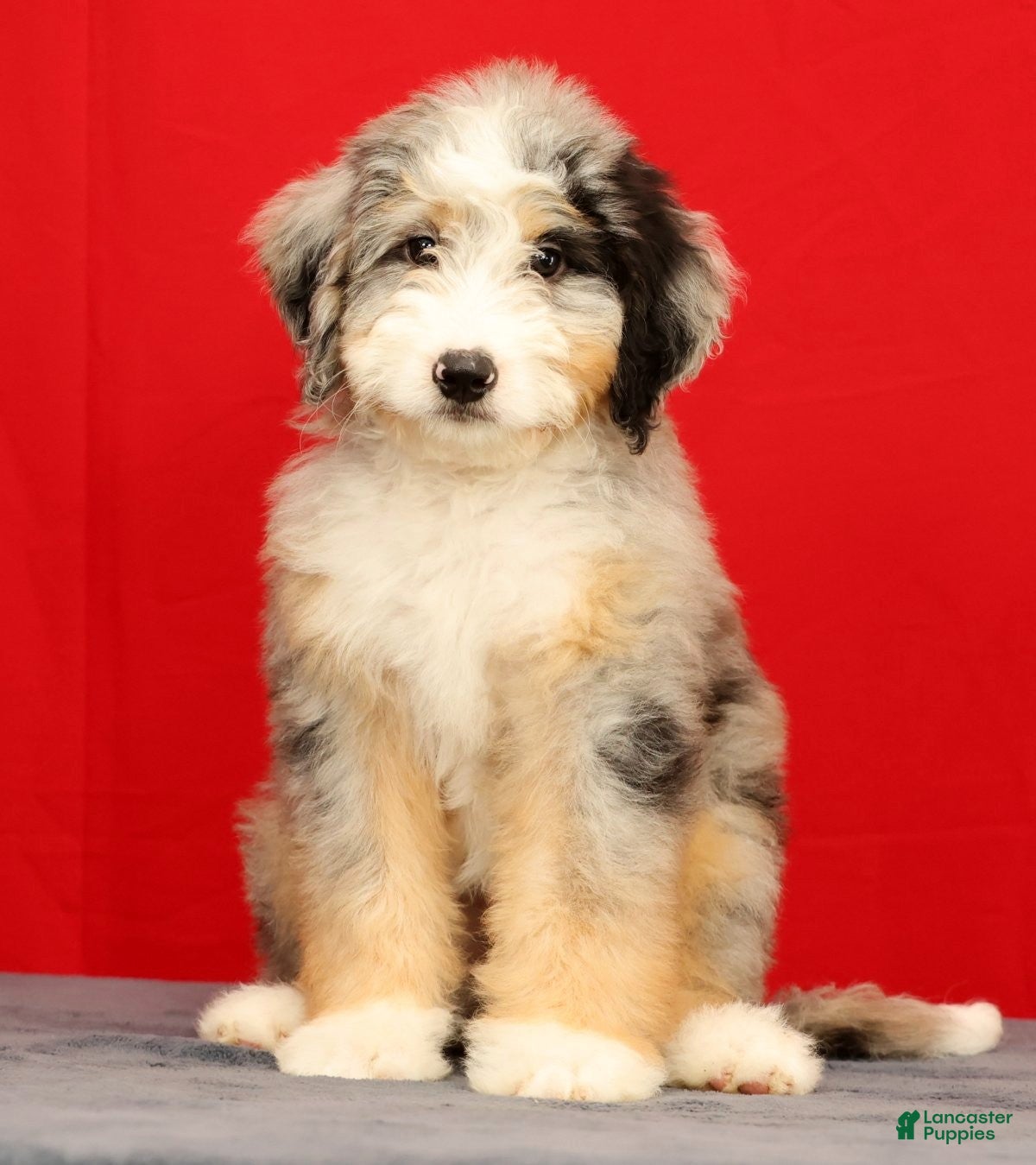 Mini Bernedoodle dogs Ollie - Ad 2