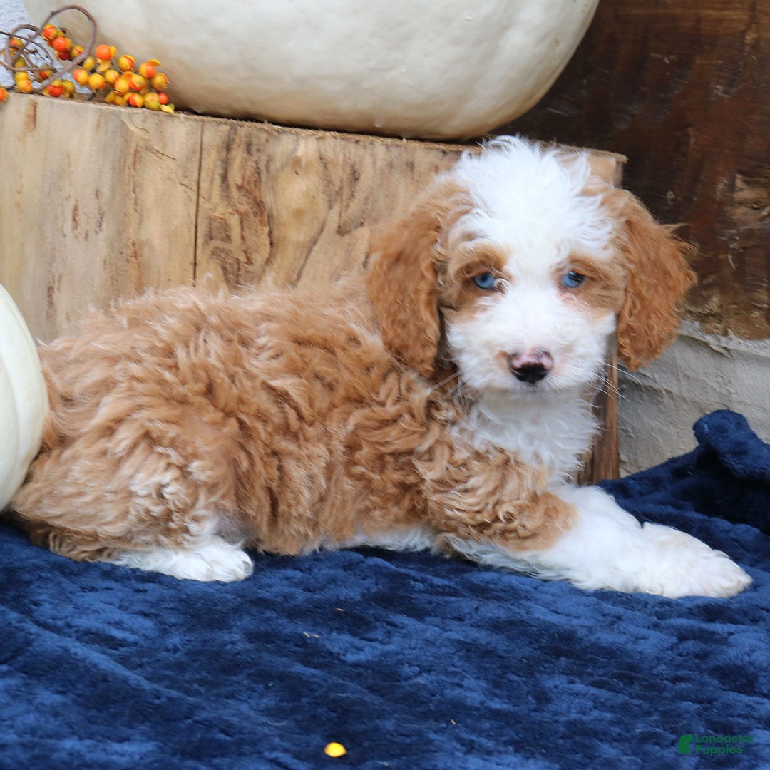 Mini Bernedoodle dogs for sale: Kirk  - Ad 3