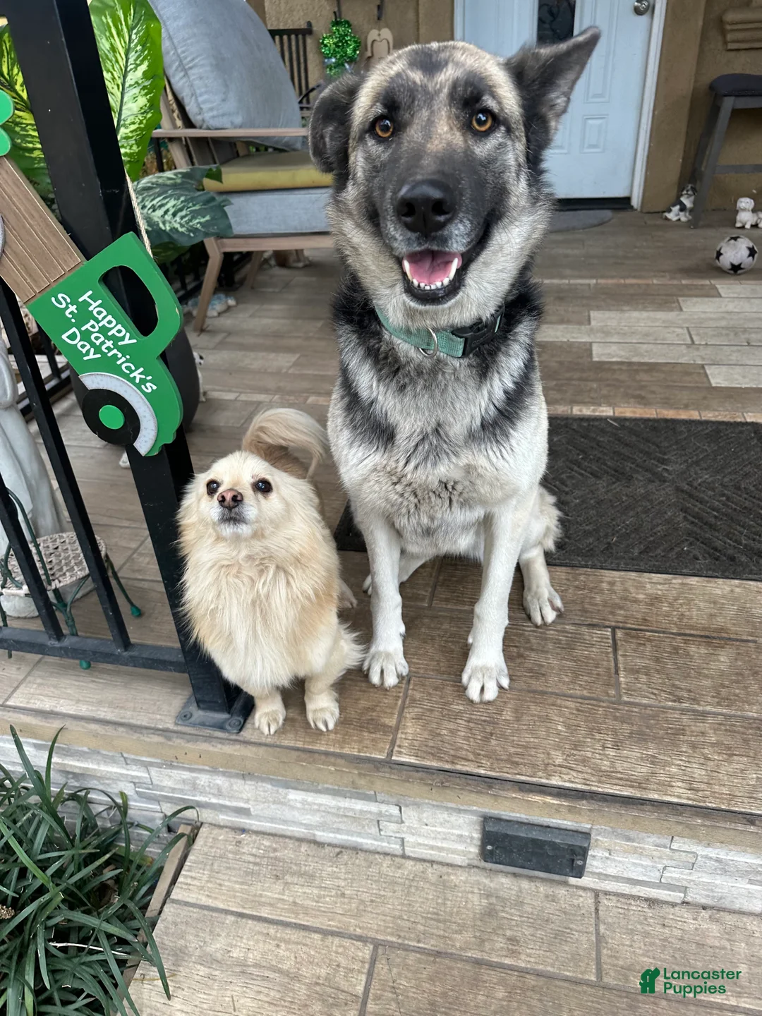 Gerberian Shepsky dogs for sale: Gerberian Shepsky Puppy 3 - Ad 2