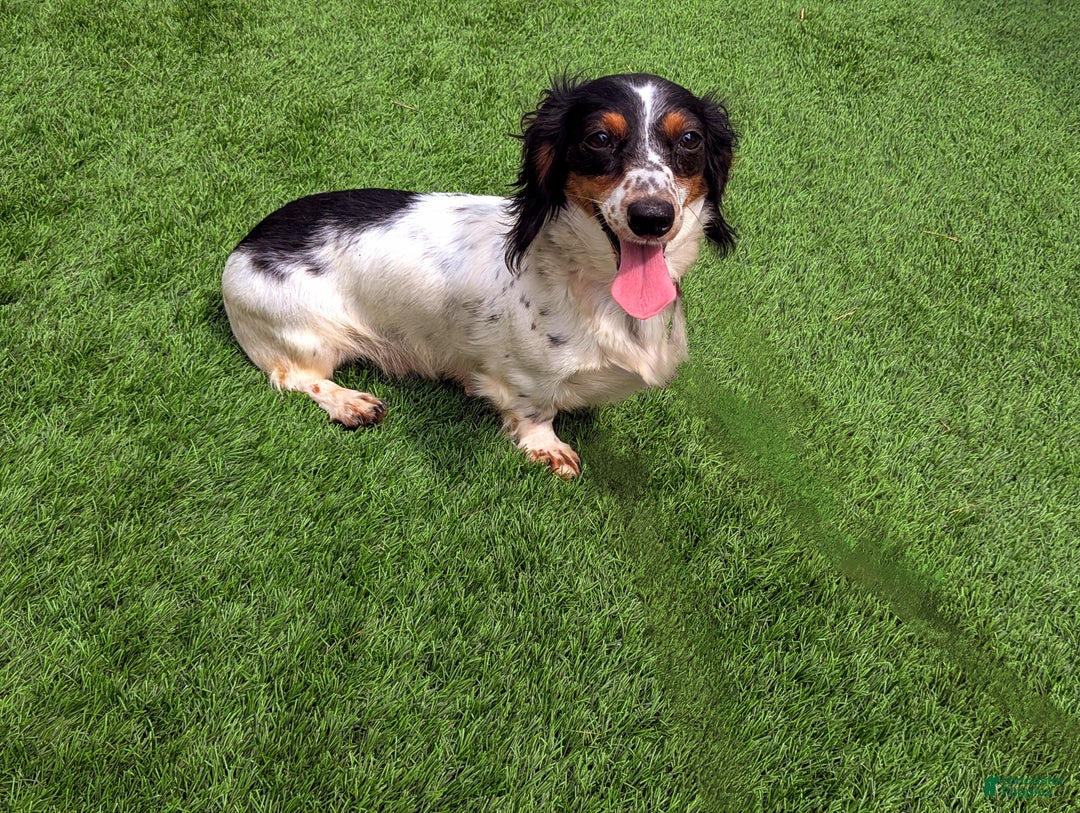 Miniature Dachshund dogs for sale: Astro - Ad 7