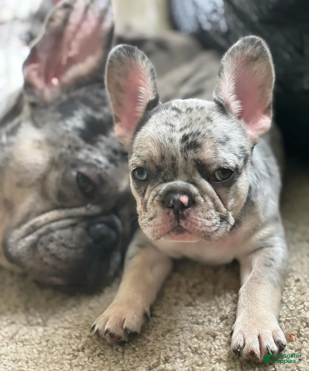 Gallery Image {{count}}