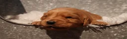 Golden Retriever dogs for sale: Liz - AKC, Genetically Clear - Ad 4