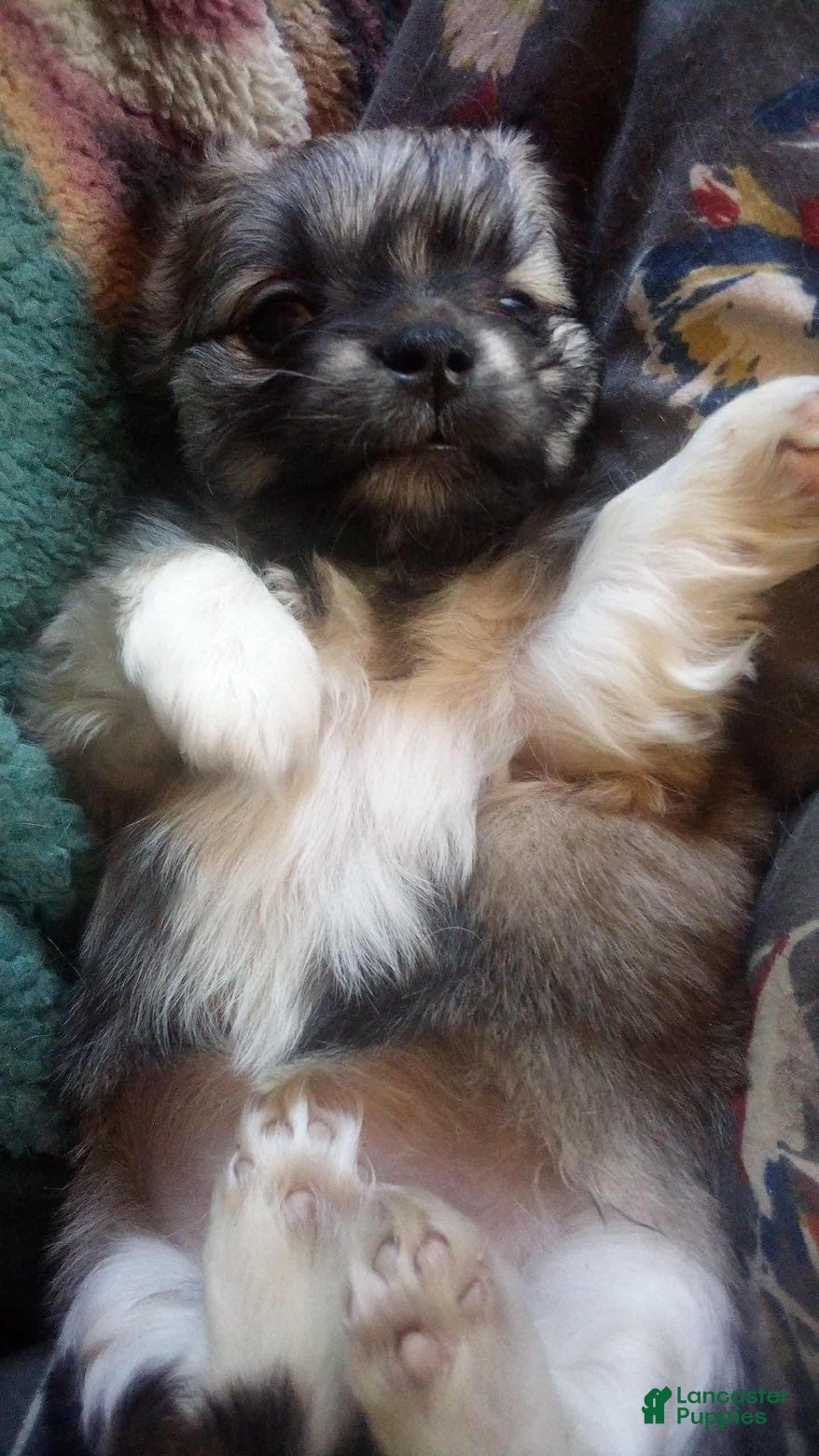 Chiweenie dogs Chiweenie Puppy 1 - Ad 32