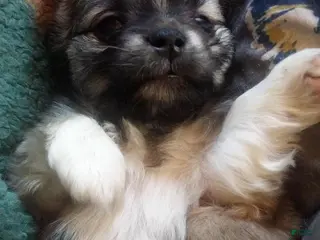 Chiweenie dogs Chiweenie Puppy 1 - Ad 32