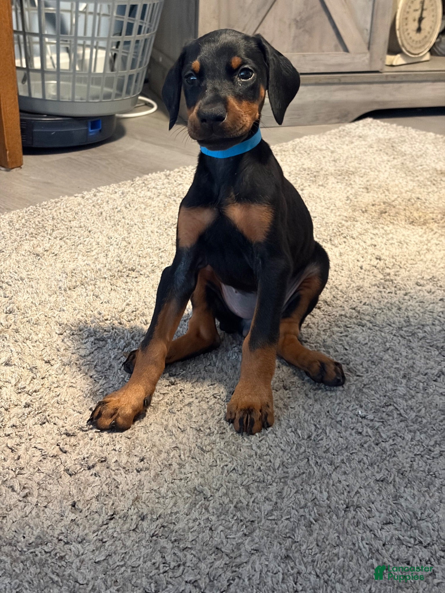 Doberman Pinscher dogs Doberman Pinscher 6 - Ad 1