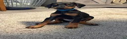Doberman Pinscher dogs for sale: Doberman Pinscher 6 - Ad 1