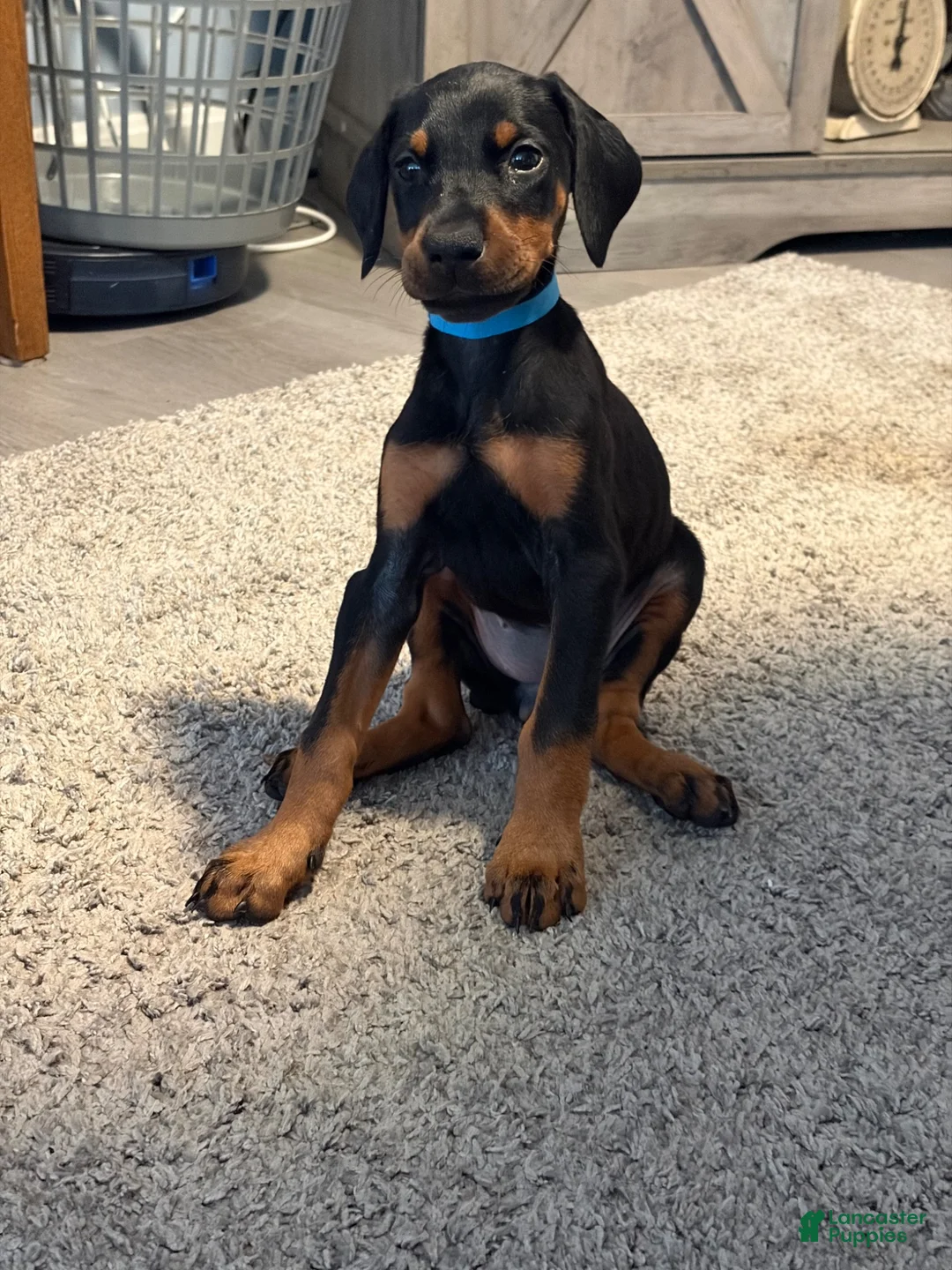 Doberman Pinscher dogs for sale: Doberman Pinscher 6 - Ad 1