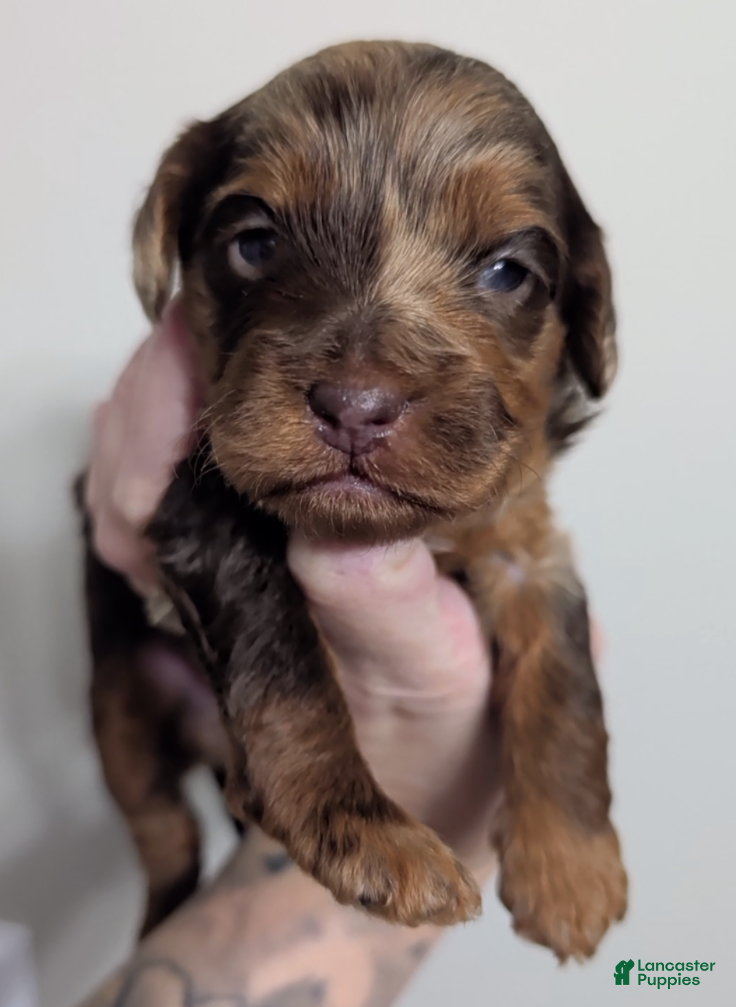 Miniature Poodle dogs Cammie - Ad 1