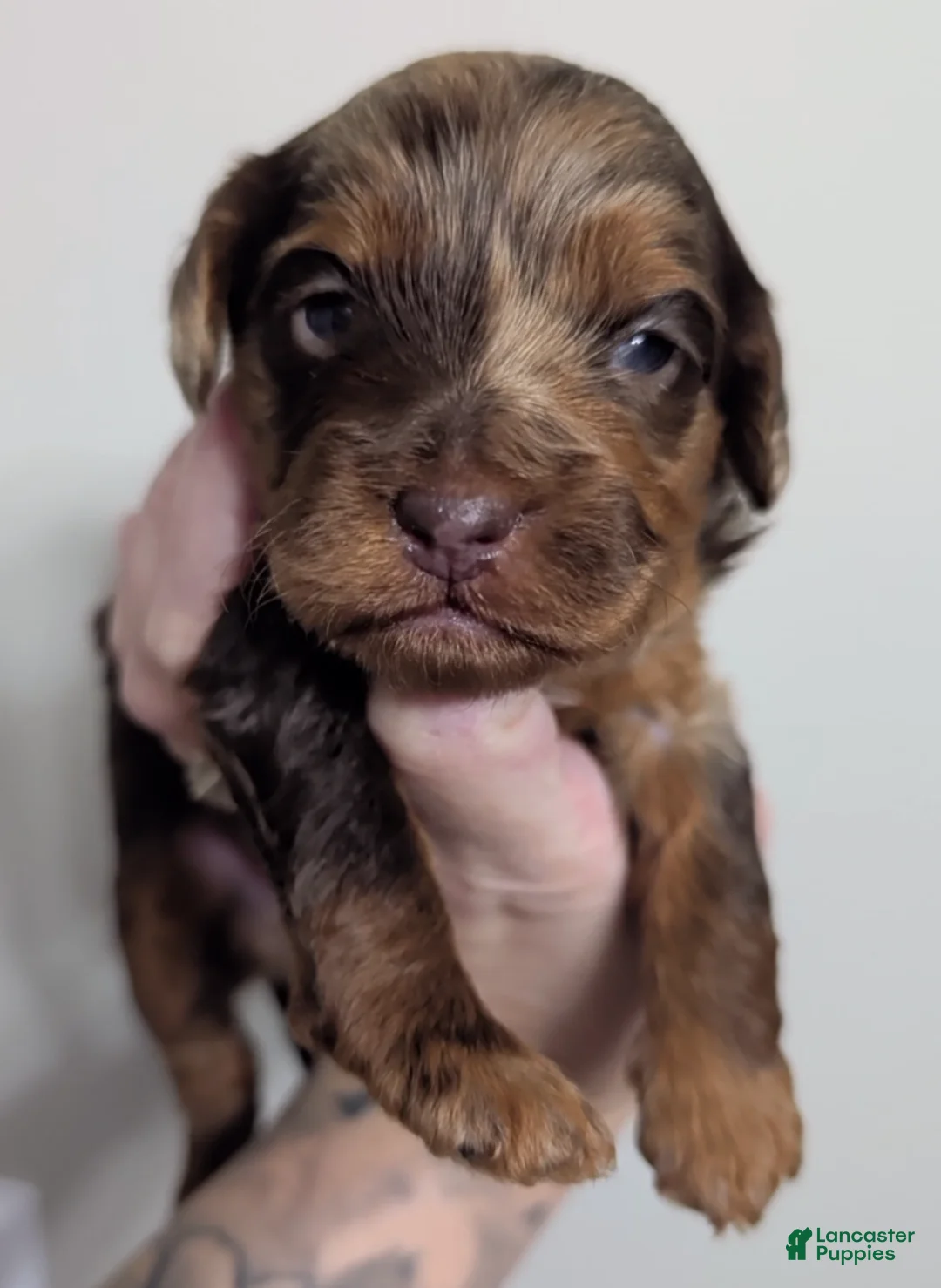 Miniature Poodle dogs for sale: Cammie - Ad 1