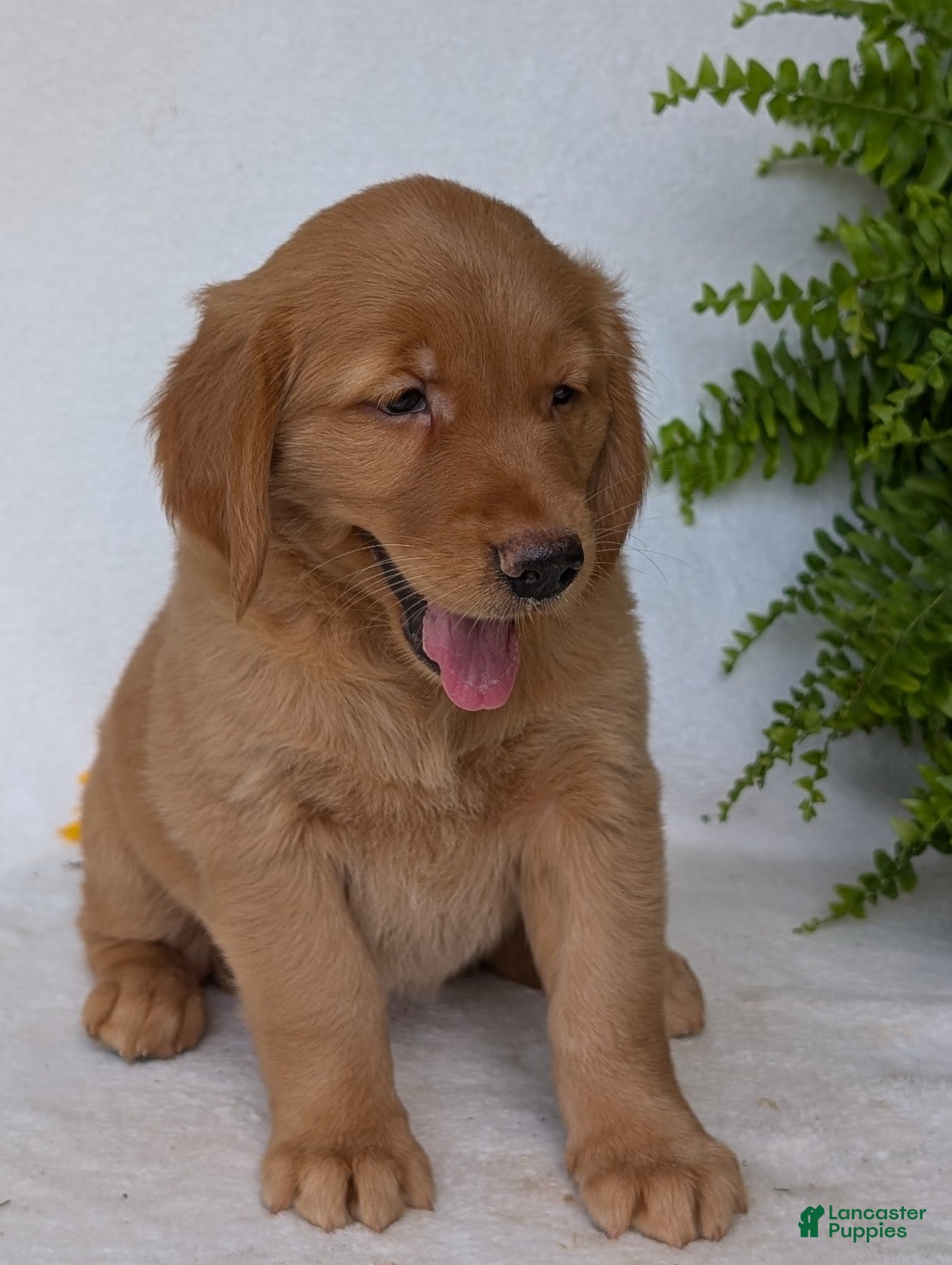 Golden Retriever dogs Liberty  - Ad 1