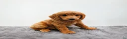 Mini Goldendoodle dogs for sale: Jax - Ad 5