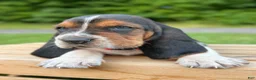 Basset Hound dogs for sale: Charlie - Ad 10