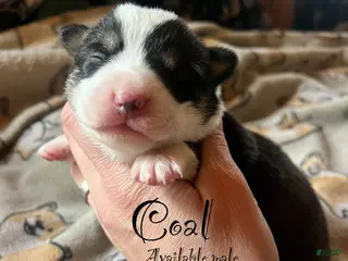 Welsh Corgi Pembroke dogs Coal - Ad 16