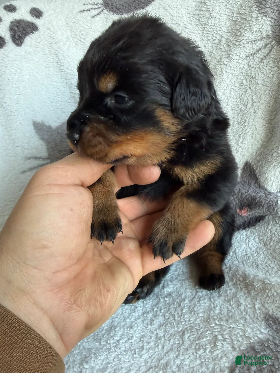 Rottweiler dogs for sale: Sky - Ad 2