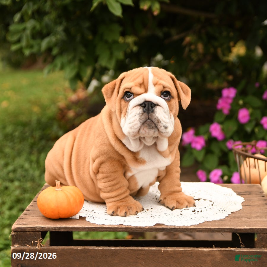 English Bulldog dogs Frankie - Ad 2
