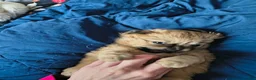 Mixed Breed dogs for sale: Baby Eva - Ad 20
