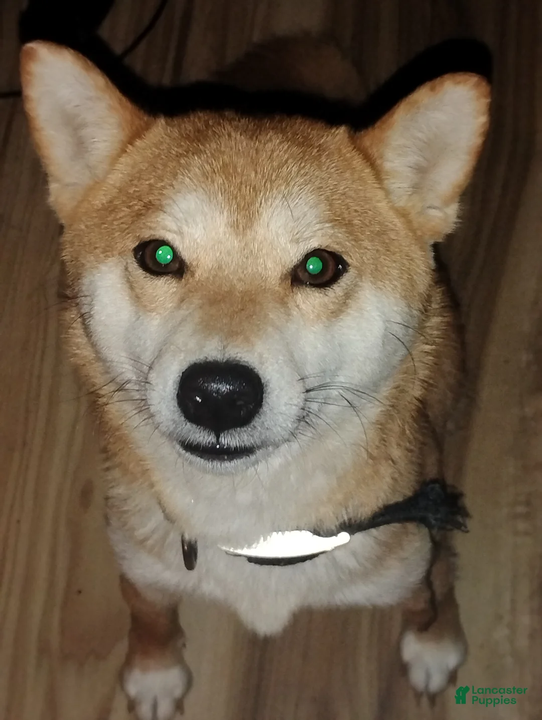 Mixed Breed dogs for sale: Mixed Breed Puppy 1 - Ad 9