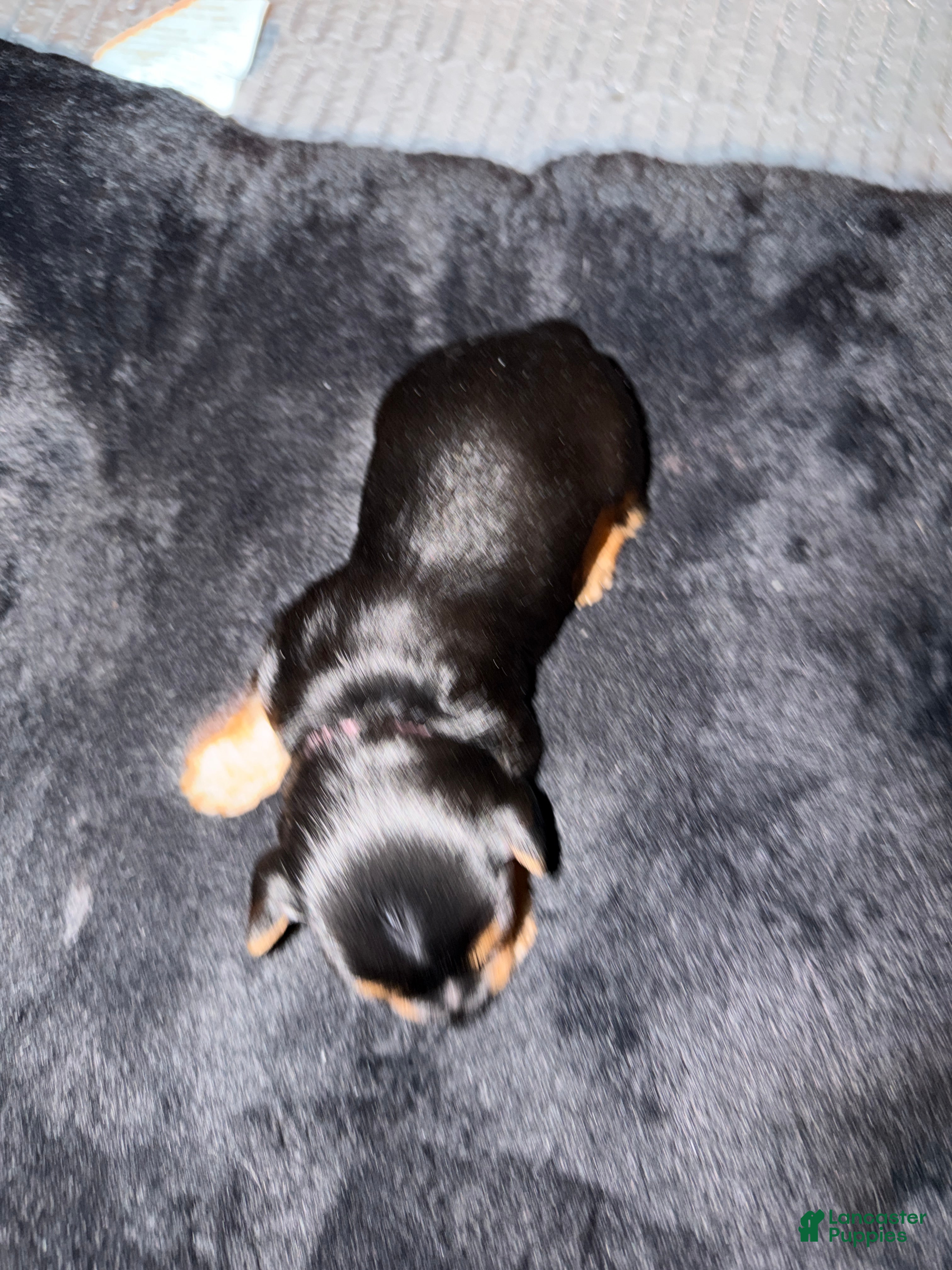 Silky Terrier dogs Silky Terrier Puppy 2 - Ad 3