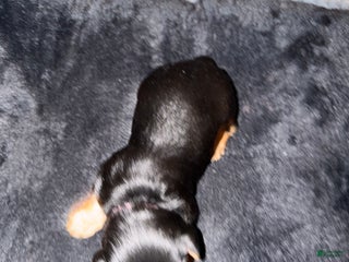 Silky Terrier dogs Silky Terrier Puppy 2 - Ad 3