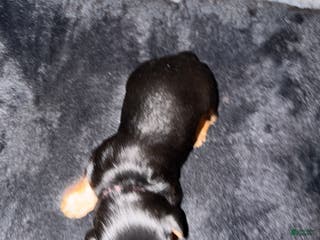 Silky Terrier dogs Silky Terrier Puppy 2 - Ad 3