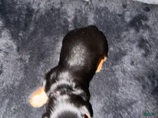 Silky Terrier dogs Silky Terrier Puppy 2 - Ad 3