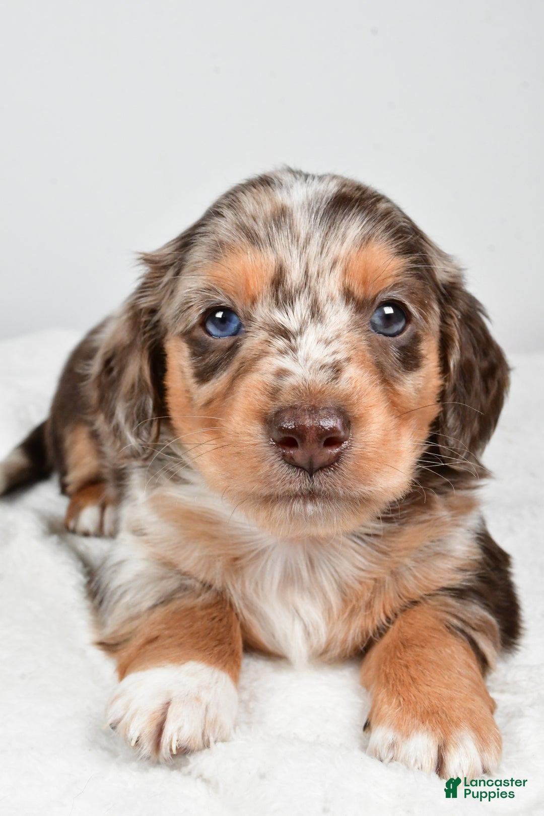 Miniature Dachshund dogs for sale: Charles - Ad 2