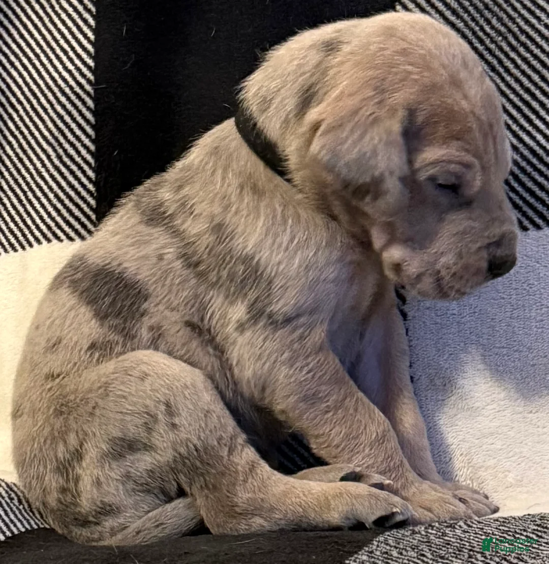 Great Dane dogs for sale: Black - Ad 2