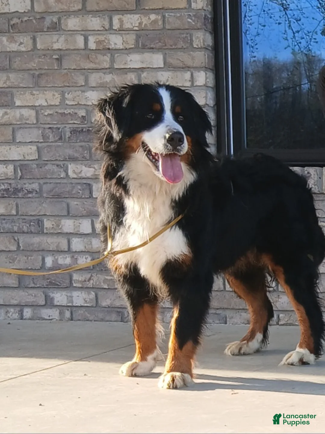 Bernese Mountain Dog dogs for sale: Bear - Ad 7