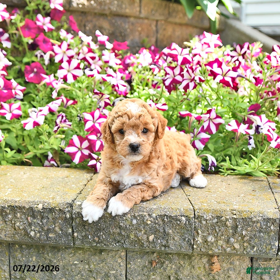 Toy Poodle dogs Kehlani - Ad 1