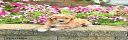 Toy Poodle dogs for sale: Kehlani - Ad 1