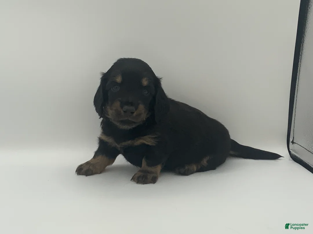 Miniature Dachshund dogs for sale: Kyle - Ad 5