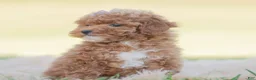 Toy Poodle dogs for sale: Krymsun - Ad 2