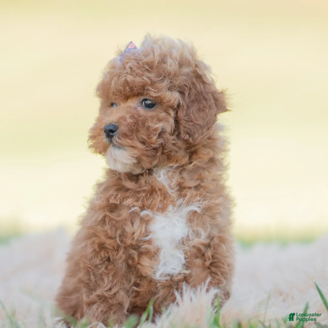 Toy Poodle dogs for sale: Krymsun - Ad 2