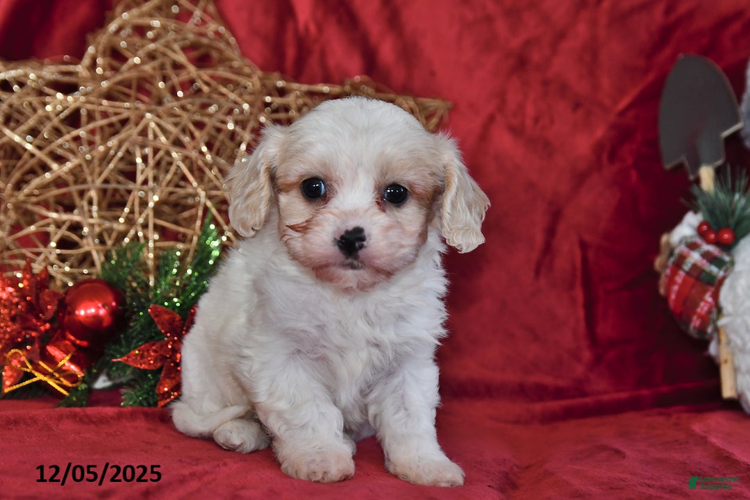 Cavachon dogs for sale: Dancer - Ad 3