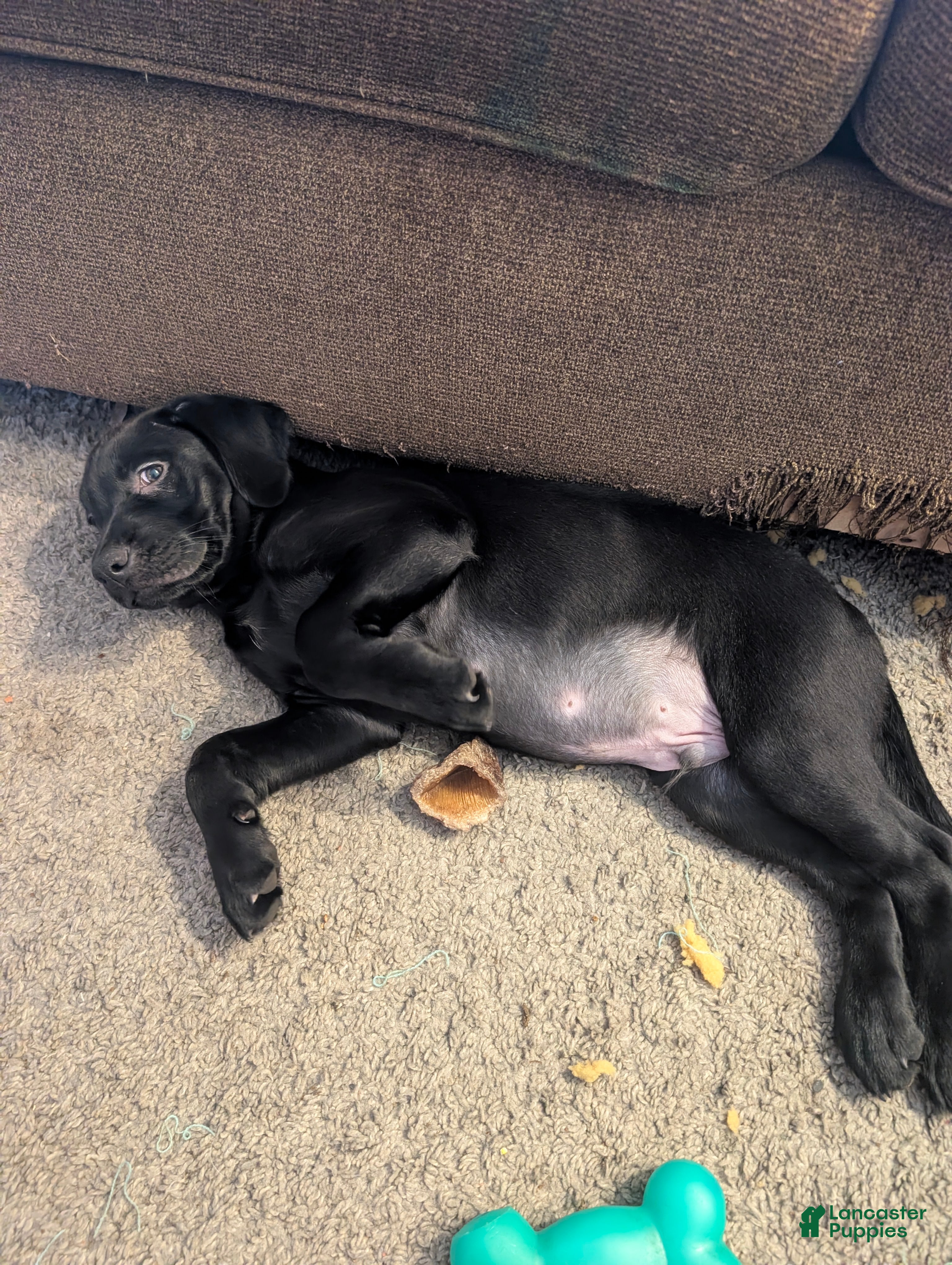 Labrador Retriever dogs Labrador Retriever Puppy 3 - Ad 6