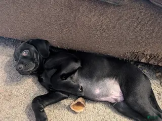 Labrador Retriever dogs for sale: Labrador Retriever Puppy 3 - Ad 3