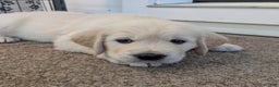 Golden Retriever dogs for sale: Ebenezer - Ad 3