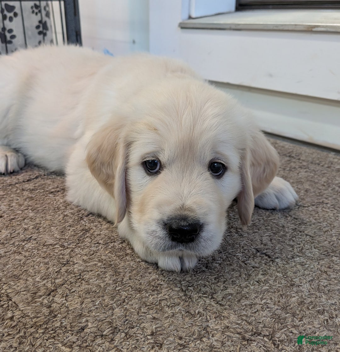 Golden Retriever dogs for sale: Ebenezer - Ad 3