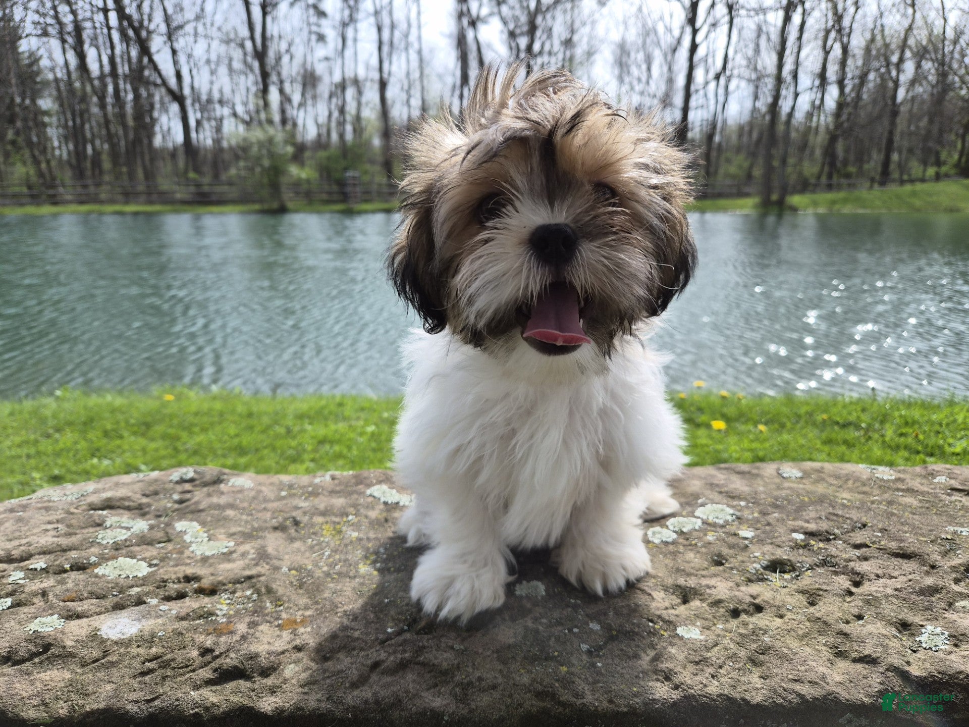 Shorkie dogs Bronco - Ad 2