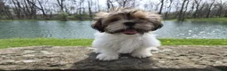 Shorkie dogs for sale: Bronco - Ad 2