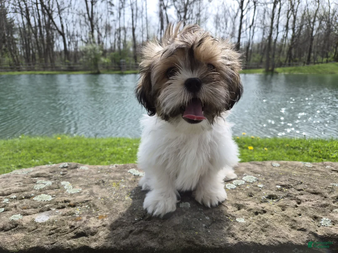 Shorkie dogs for sale: Bronco - Ad 2