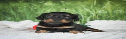 Miniature Dachshund dogs for sale: AKC Sierra - Ad 5