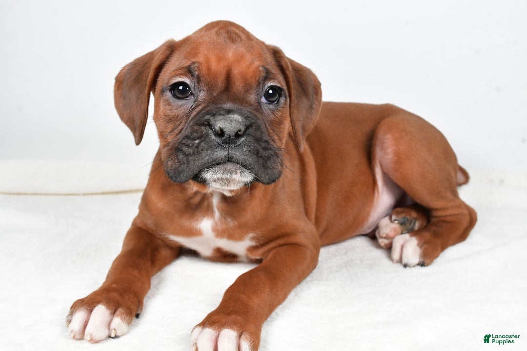 Boxer dogs for sale: Ben - Ad 2
