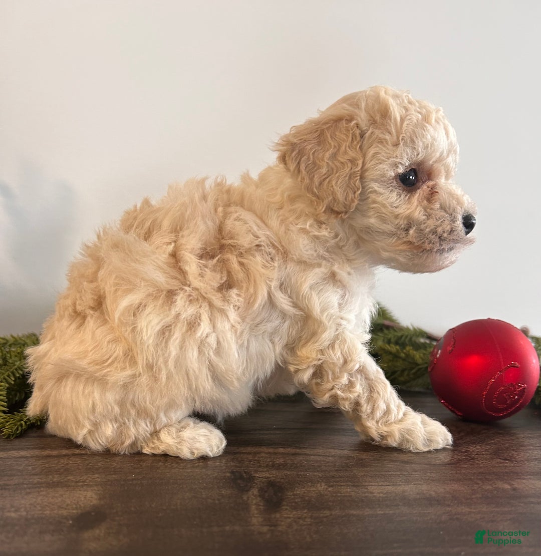 Toy Poodle dogs for sale: Snowflake  - Ad 3