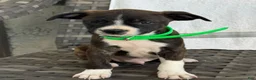Mixed Breed dogs for sale: Grayson - Ad 1