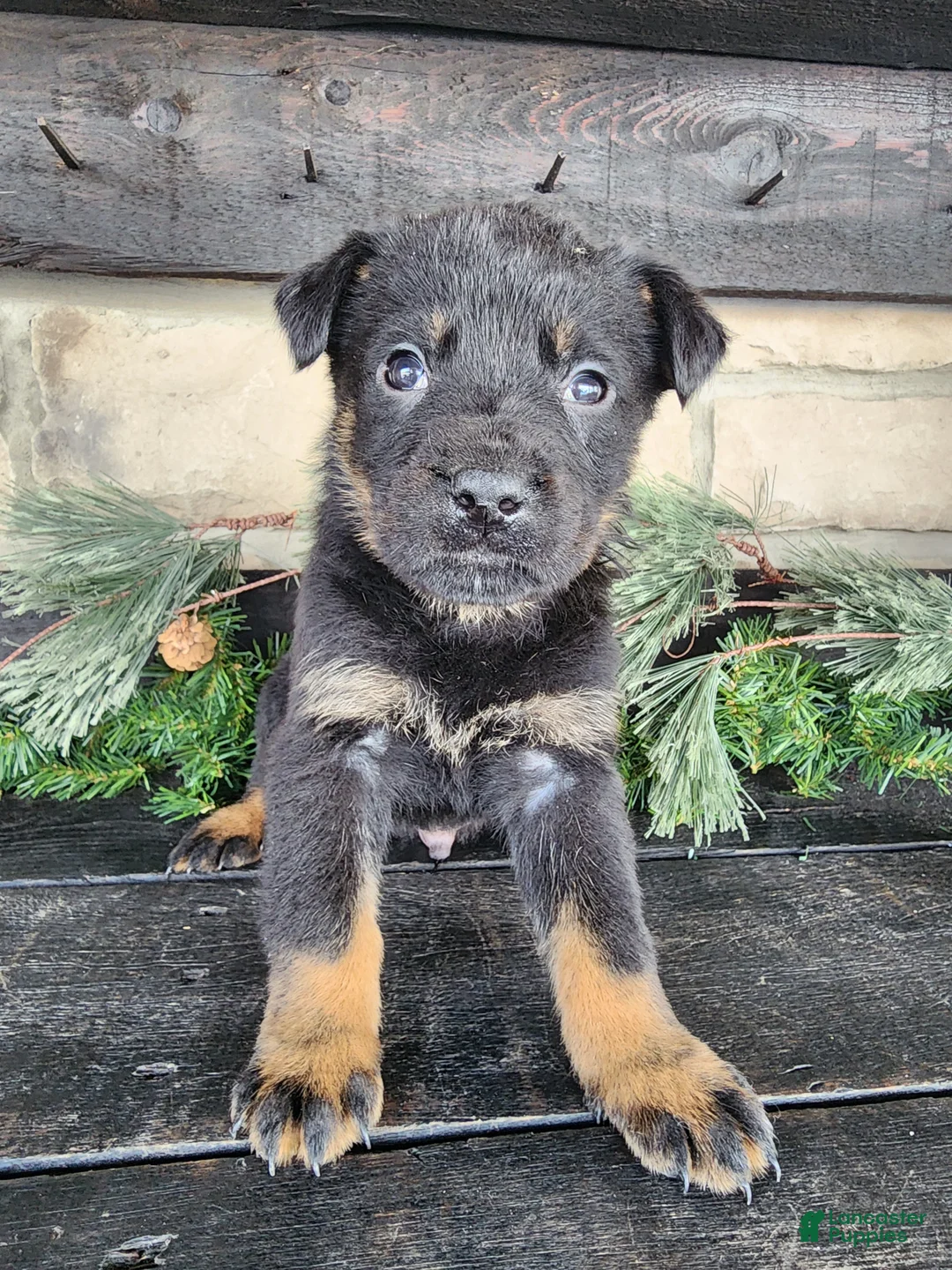 Mixed Breed dogs for sale: Rambo - Ad 7