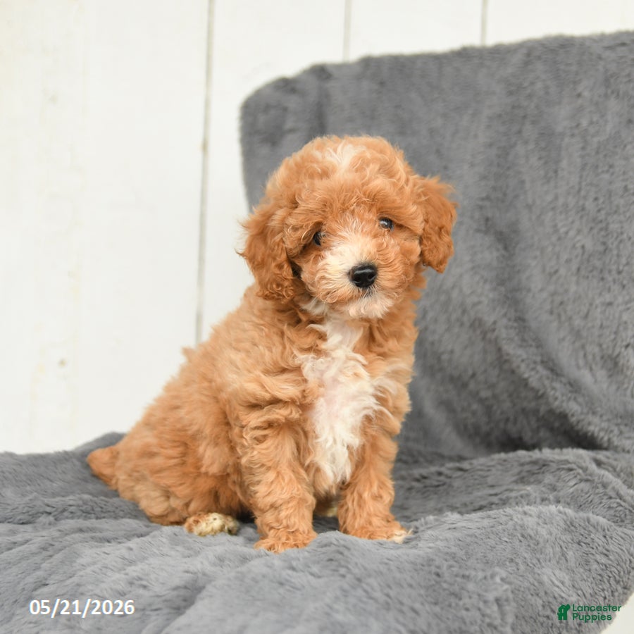 Toy Poodle dogs Lucy - Ad 2