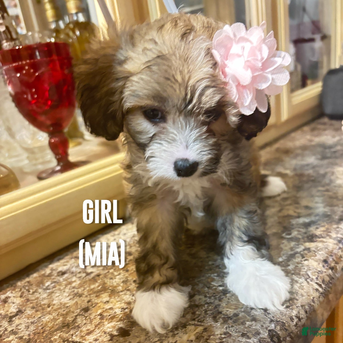 Shihpoo dogs Mia - Ad 38